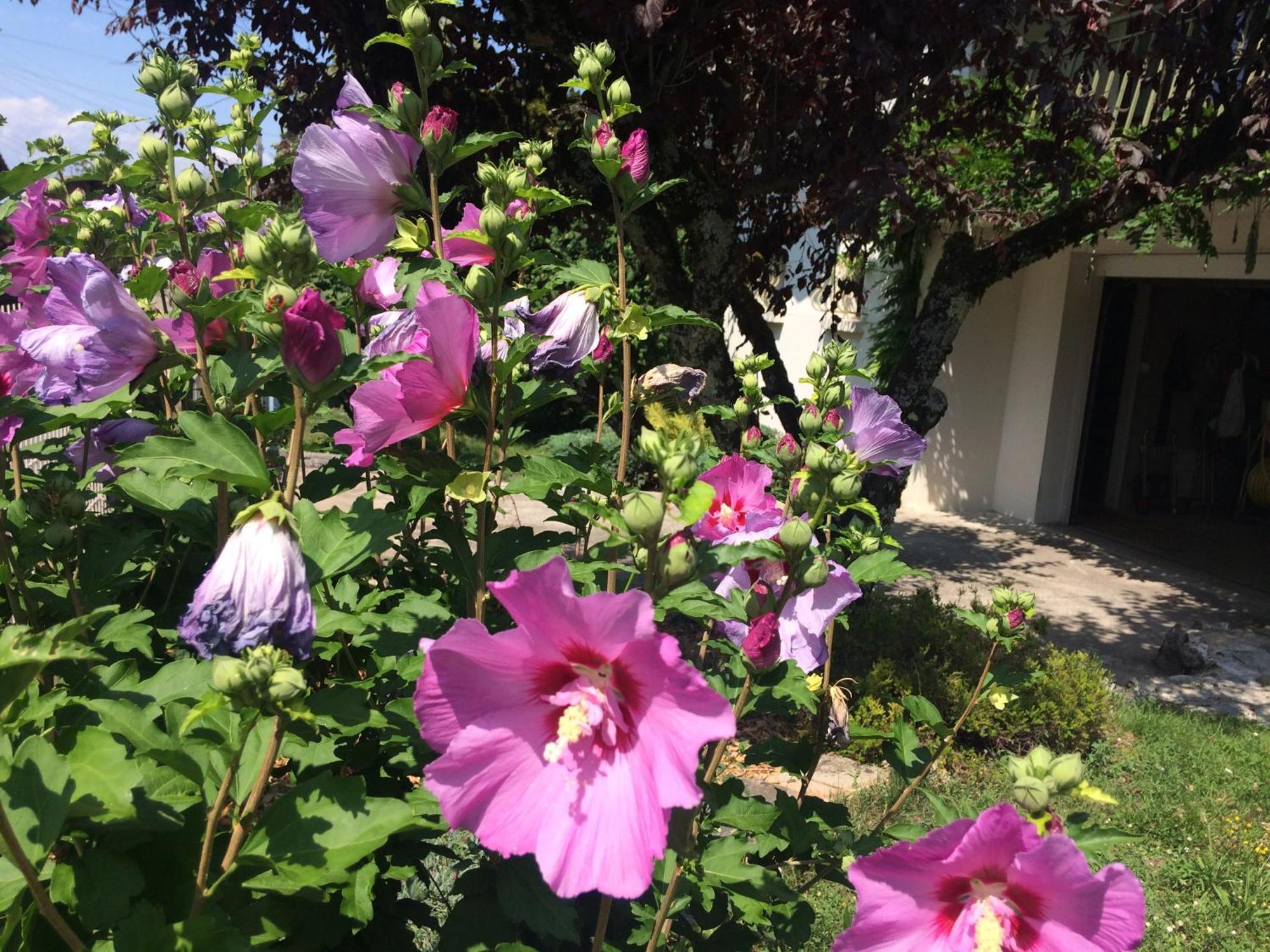 Villa La Moraine Thonon-les-Bains Zewnętrze zdjęcie